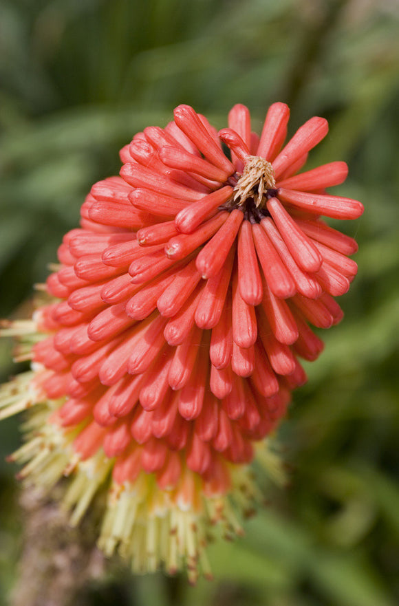 A red hot poker bloom (Kniphofia) at Lower Brockhampton House, the medieval manor house on the Brockhampton Estate in Worcestershire