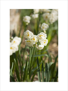 Narcissus "Bridal Gown" in flower at Trelissick Garden, near Truro, Cornwall