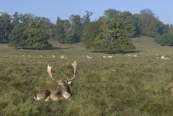 Fallow deer (Dama dama) buck in autumn, in the magnificent 700-acre deer park at Petworth House, West Sussex