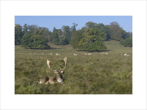 Fallow deer (Dama dama) buck in autumn, in the magnificent 700-acre deer park at Petworth House, West Sussex