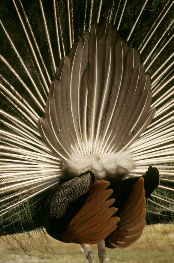 A peacock, from the rear, with its tail fanned