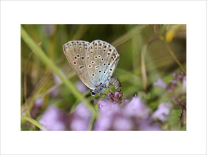 Female Large Blue Butterfly {Maculinea arion} laying her egg on host plant Thyme {Thymus drucei}