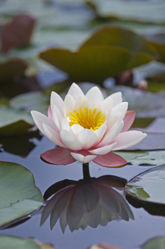 Waterlily (Nymphaea) at Greys Court, Henley-on-Thames, Oxfordshire