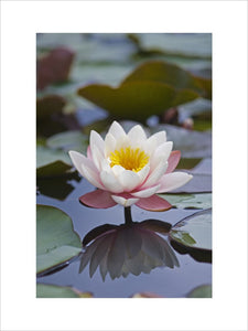 Waterlily (Nymphaea) at Greys Court, Henley-on-Thames, Oxfordshire