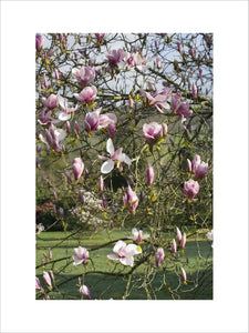 Magnolia in flower in the garden at Lanydrock, Cornwall