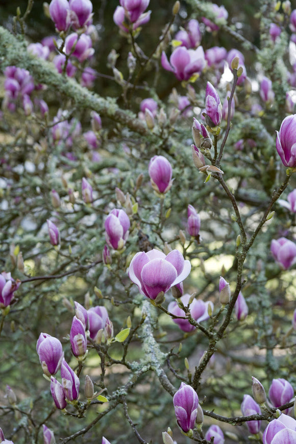 Magnolia x soulangeana in flower at Trelissick Garden, near Truro, Cornwall