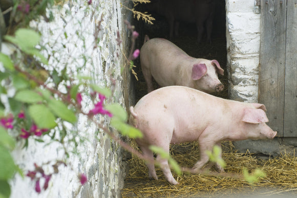 Pigs in their sty on the estate at Llanerchaeron, Ceredigion, Wales