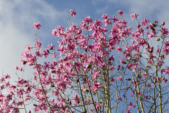 Magnolia sprengeri 
