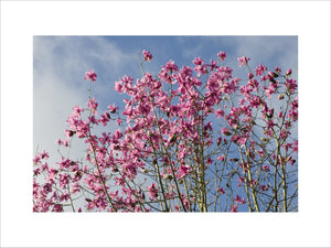 Magnolia sprengeri "Lanhydrock" in flower in the garden at Lanydrock, Cornwall