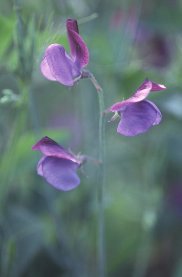 Close-up of delicate, lilac sweet pea Lathyrus odoratus 'Matucana' in the walled Garden at Beningbrough Hall