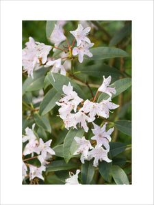 Rhododendron siderophyllum in flower at Trelissick Garden, near Truro, Cornwall