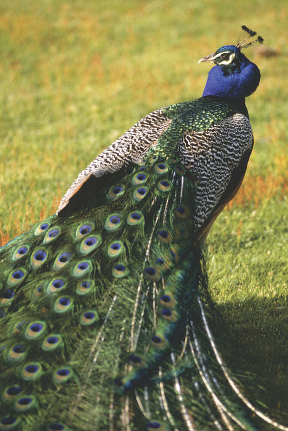 A peacock on Brownsea Island