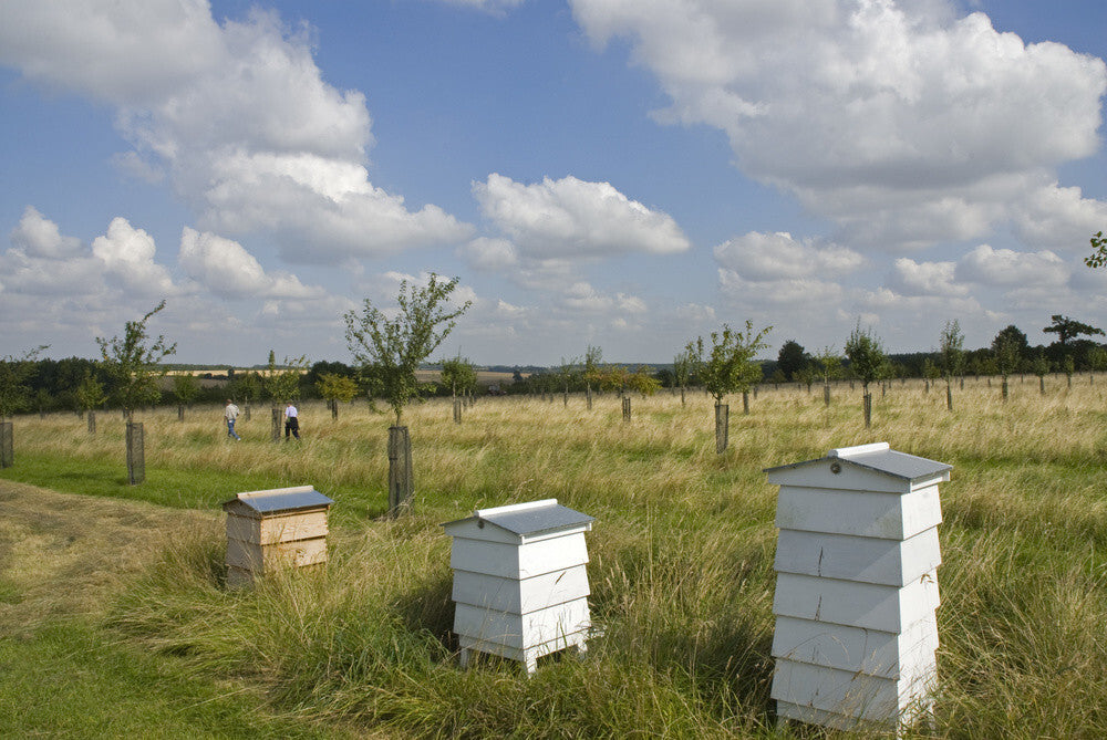 Traditional beehives in the orchard at Lyveden New Bield, Peterborough ...