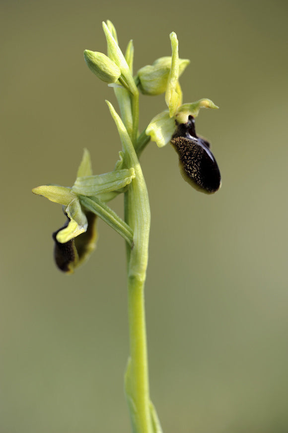 Early Spider-orchid (Ophrys spegodes, previously Ophrys aranifera) at Dancing Ledge, Dorset, in April