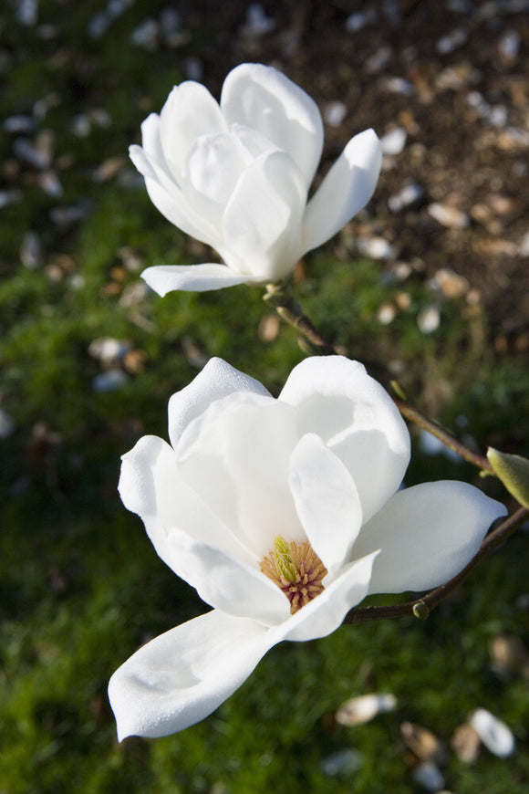 Magnolia denudata in flower at Trelissick Garden, near Truro, Cornwall