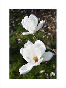 Magnolia denudata in flower at Trelissick Garden, near Truro, Cornwall