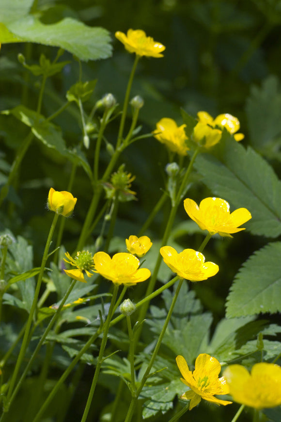 Buttercups in woodland on the Brockhampton Estate in Worcestershire