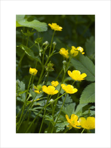 Buttercups in woodland on the Brockhampton Estate in Worcestershire