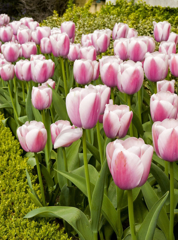 Pink and white tulips in bloom at Polesden Lacey, near Dorking, Surrey