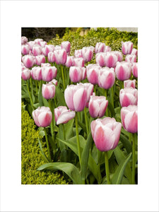 Pink and white tulips in bloom at Polesden Lacey, near Dorking, Surrey