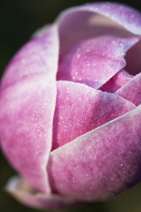 Magnolia x soulangeana bud opening at Trelissick Garden, near Truro, Cornwall