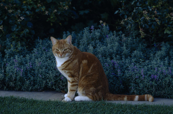 Jock the Cat in the garden at Chartwell