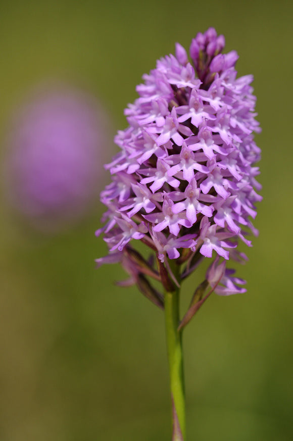 Pyrimidal orchid {Anacamptis pyramidalis}, at Collard Hill, Somerset