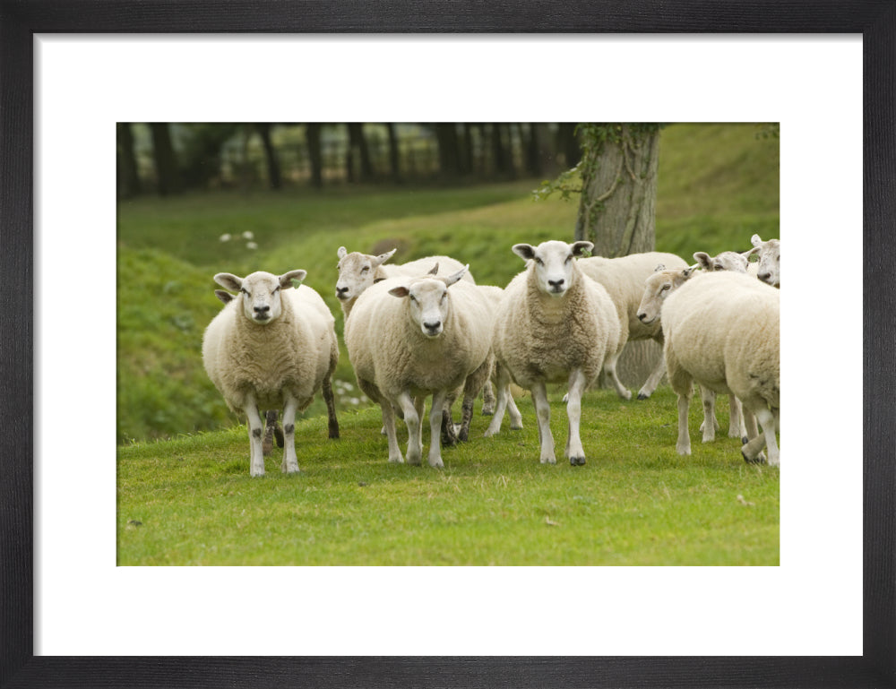 Sheep in the grounds at Lyveden New Bield, Peterborough, Northamptonsh ...