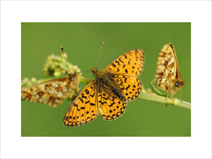 Small Pearl-bordered Fritillary (Boloria selene) butterflies at Marsland Mouth, Devon, a Devon Wildlife Trust Nature Reserve