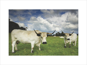 Dinefwr White Park Cattle in the landscape park surrounding Newton Hose, Llandeilo, Carmarthenshire, Wales