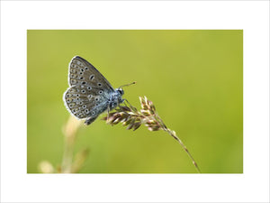 Common blue butterfly {Polyommatus icarus}, Collard Hill, Somerset