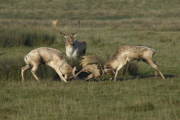 Fallow deer (Dama dama) bucks locking antlers during the rut in autumn, in the magnificent 700-acre deer park at Petworth House, West Sussex