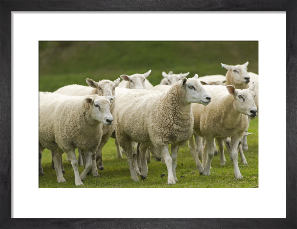 Sheep in the grounds at Lyveden New Bield, Peterborough, Northamptonsh ...