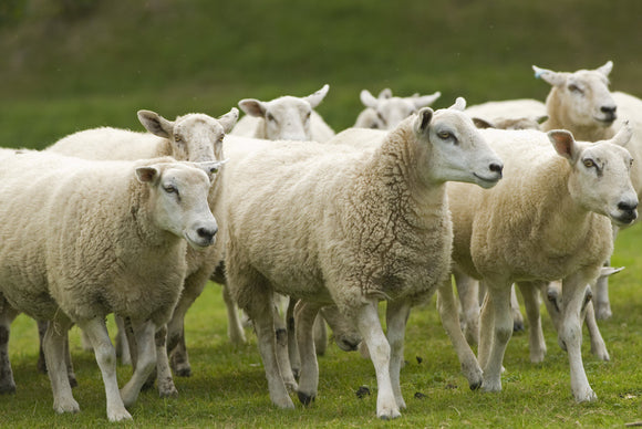 Sheep in the grounds at Lyveden New Bield, Peterborough, Northamptonshire