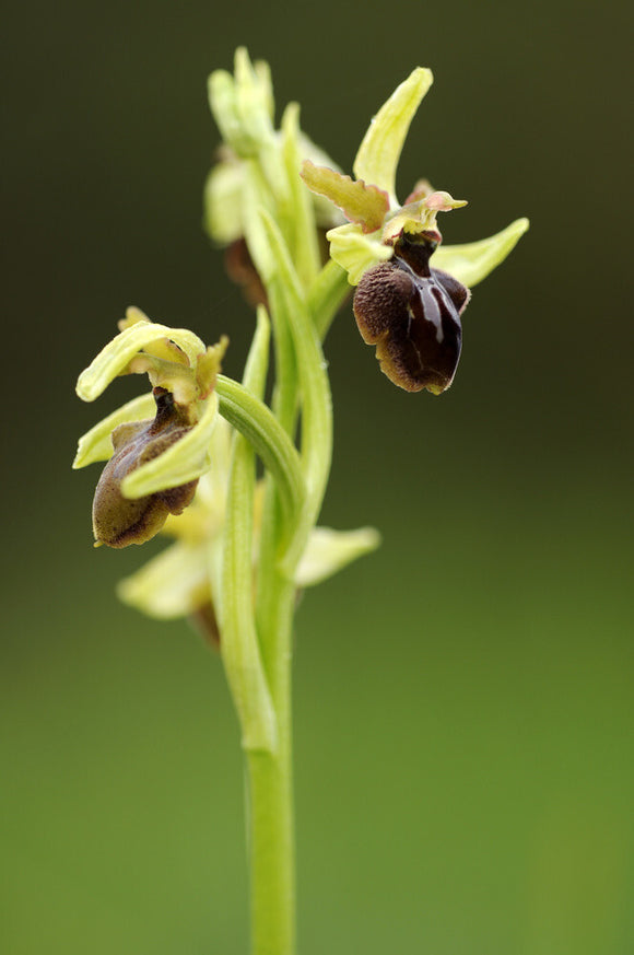 Early Spider-orchid (Ophrys spegodes, previously Ophrys aranifera) at Dancing Ledge, Dorset, in April