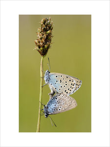 Large Blue Butterfly {Maculinea arion}, adult pair mating. Species formerly extinct in the UK, but successfully re-introduced at Collard Hill, Somerset.