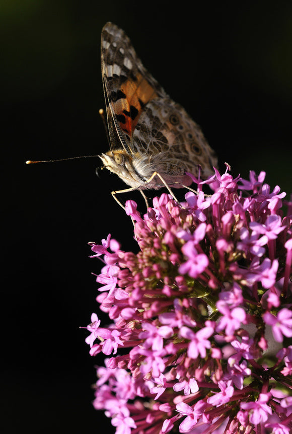 Painted Lady butterfly (Vanessa cardui) feeding on Red valerian (Centranthus ruber) at Trelissick Garden, Cornwall, in June