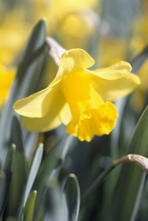 Close-up of the bright yellow trumpet of a Daffodil (Narcissus Goldsithney) at Trelissick Garden