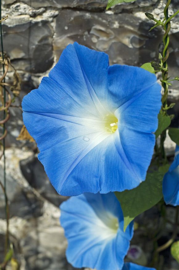 Glorious blue flowers of Convolvulus tricolor (Ipomoea) at Greys Court, Henley-on-Thames, Oxfordshire