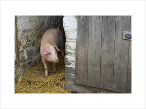 Pig emerging from its sty, on the estate at Llanerchaeron, Ceredigion, Wales