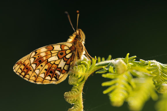 Small Pearl-bordered Fritillary (Boloria selene) butterfly at Marsland Mouth, Devon, a Devon Wildlife Trust Nature Reserve