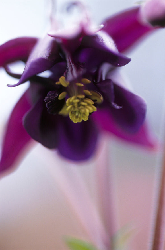 Close-up of a Purple Columbine (Aquilegia Vulgaris)