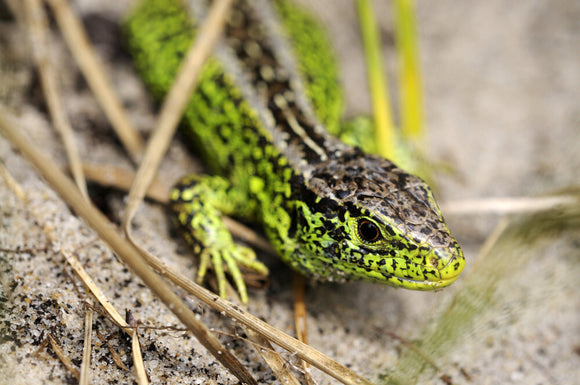 Sand Lizard (Lacerta agilis) at Studland, Dorset