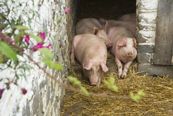 Pigs relaxing in their sty on the estate at Llanerchaeron, Ceredigion, Wales