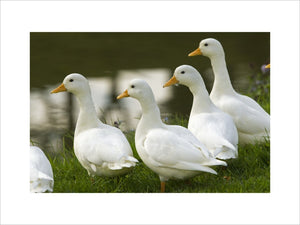 White ducks at Lyveden New Bield, Peterborough, Northamptonshire