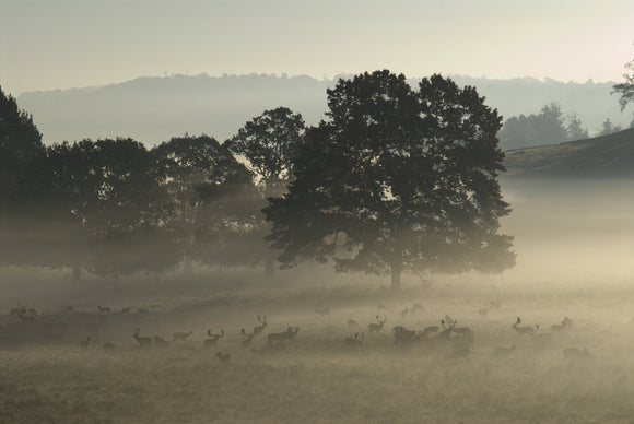 Misty morning with Fallow deer (Dama dama) in autumn, in the magnificent 700-acre deer park at Petworth House, West Sussex