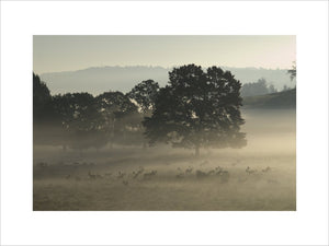 Misty morning with Fallow deer (Dama dama) in autumn, in the magnificent 700-acre deer park at Petworth House, West Sussex