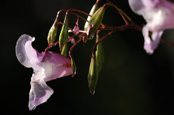 Himalayan balsam (Impatiens balsamifera) at Parke, Bovey Tracey, Devon, an invasive species that is difficult to control and manage as its seed head explodes, spreading the seeds over a wide range