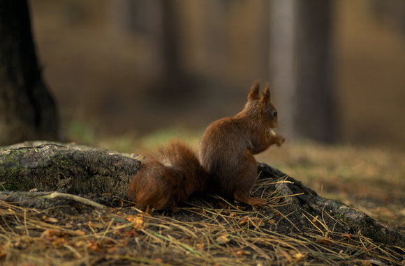 A small red squirrel perched on a tree branch in a forested area at Formby Point