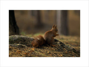 A small red squirrel perched on a tree branch in a forested area at Formby Point